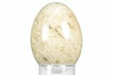 Polished Oligocene Fossil Coral Egg - Philippines #356298-1